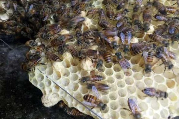 介王多久不围王才算成功，1-2小时不围王算成功