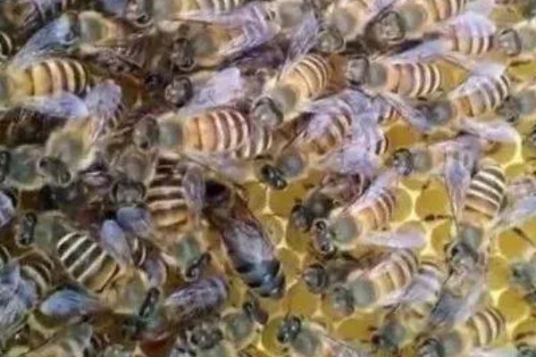 介王多久不围王才算成功，1-2小时不围王算成功
