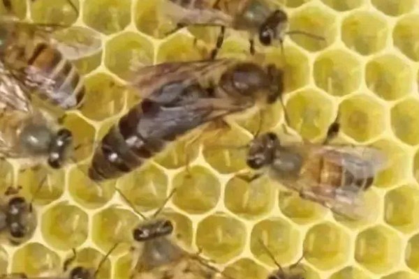 介王多久不围王才算成功，1-2小时不围王算成功
