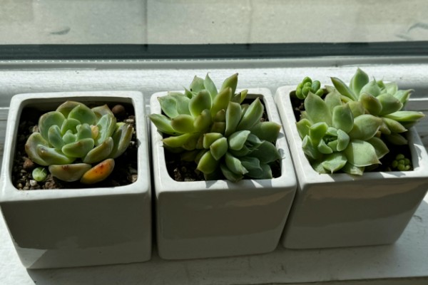 冬天养殖多肉的方法，要让植株接受全日照