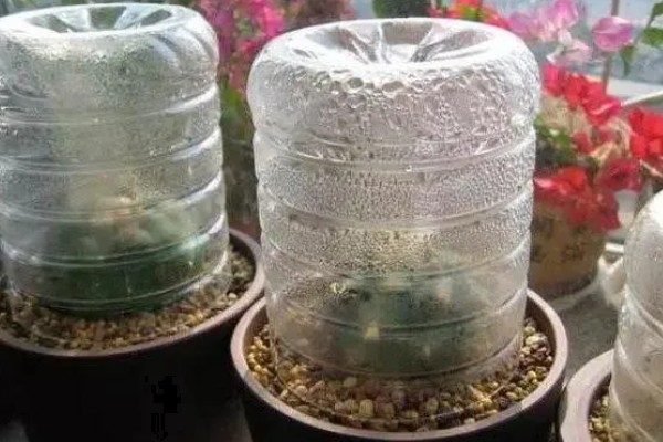冬天养殖多肉的方法，要让植株接受全日照