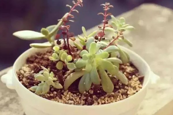 冬天养殖多肉的方法，要让植株接受全日照