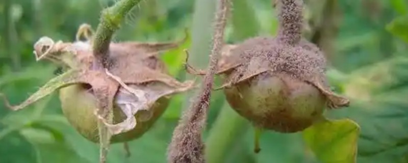 番茄灰霉病要如何防治，可用速克灵可湿性粉剂防治
