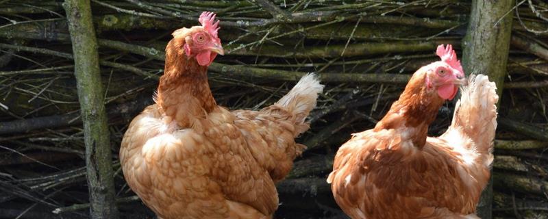 产蛋量高的土鸡品种，常见的有白壳蛋鸡、粉壳蛋鸡等