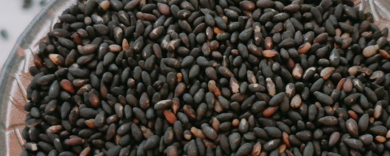 芝麻的高产方法，开花结蒴期要追施硫酸铵等肥料