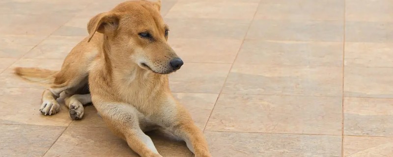 狗狗向你道歉的表现，会帮助主人拿东西