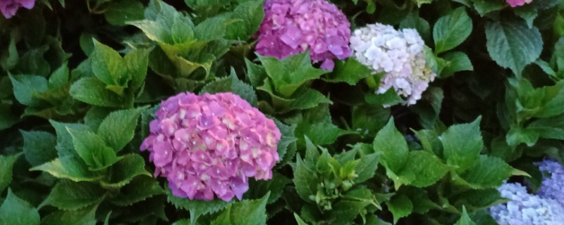 夏季怎么养绣球花，花期需要足够的肥量