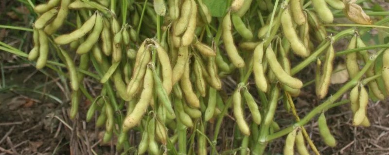 齐黄34大豆的产量特性，亩产量在217.6千克