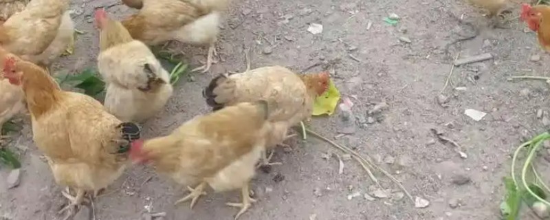 如何进行家庭养鸡，放养在果园中是适宜选择