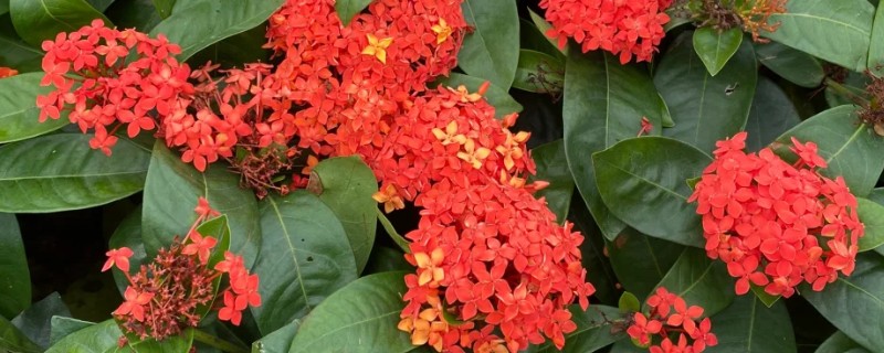 龙船花的花期，花期在每年的五到七月份