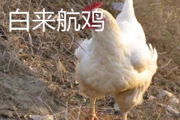产蛋量高的土鸡品种，常见的有白壳蛋鸡、粉壳蛋鸡等