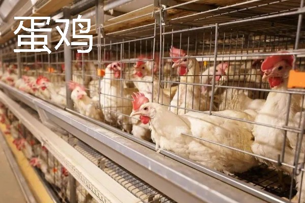 产蛋量高的土鸡品种，常见的有白壳蛋鸡、粉壳蛋鸡等