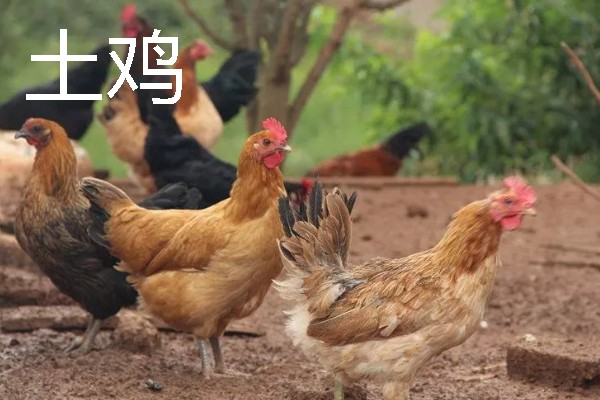 产蛋量高的土鸡品种，常见的有白壳蛋鸡、粉壳蛋鸡等