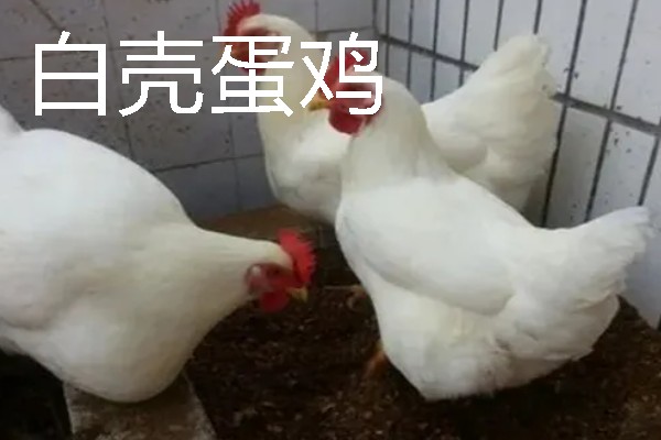 产蛋量高的土鸡品种，常见的有白壳蛋鸡、粉壳蛋鸡等