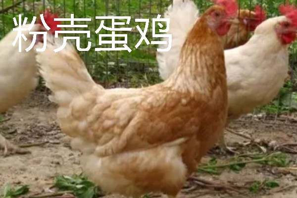 产蛋量高的土鸡品种，常见的有白壳蛋鸡、粉壳蛋鸡等