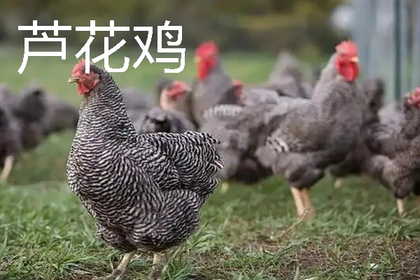 产蛋量高的土鸡品种，常见的有白壳蛋鸡、粉壳蛋鸡等