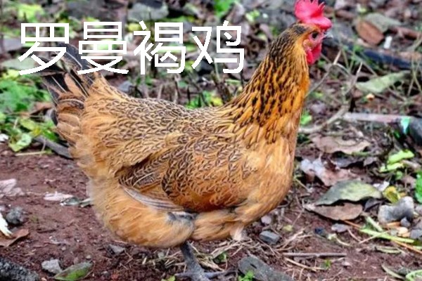 产蛋量高的土鸡品种，常见的有白壳蛋鸡、粉壳蛋鸡等