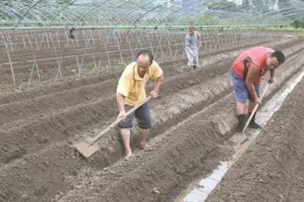 芝麻的高产方法，开花结蒴期要追施硫酸铵等肥料