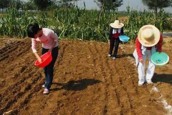 芝麻的高产方法，开花结蒴期要追施硫酸铵等肥料