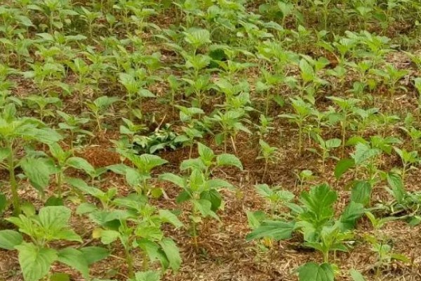 芝麻的高产方法，开花结蒴期要追施硫酸铵等肥料