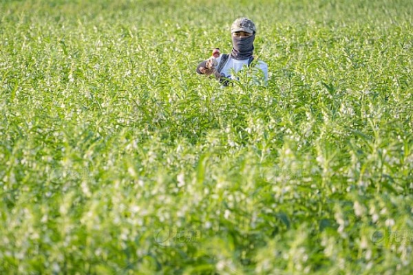 芝麻的高产方法，开花结蒴期要追施硫酸铵等肥料