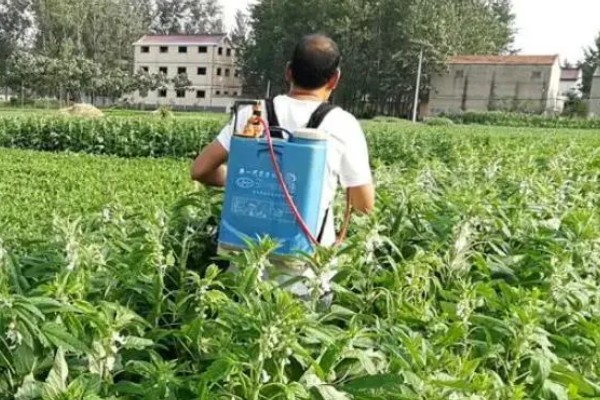 芝麻的高产方法，开花结蒴期要追施硫酸铵等肥料
