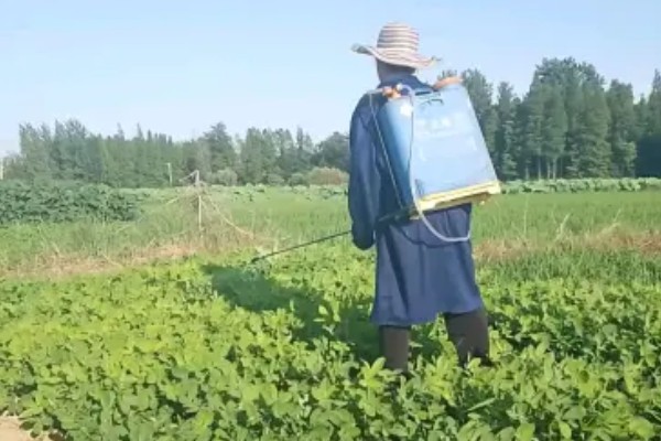 芝麻的高产方法，开花结蒴期要追施硫酸铵等肥料