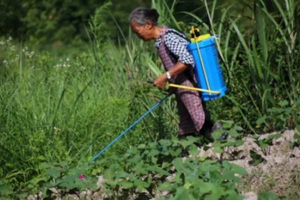 芝麻的高产方法，开花结蒴期要追施硫酸铵等肥料