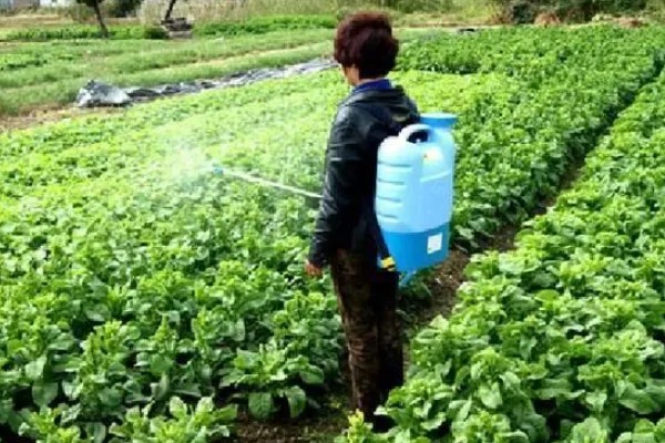 芝麻的高产方法，开花结蒴期要追施硫酸铵等肥料