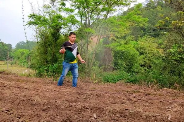 芝麻的高产方法，开花结蒴期要追施硫酸铵等肥料