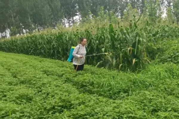 芝麻的高产方法，开花结蒴期要追施硫酸铵等肥料