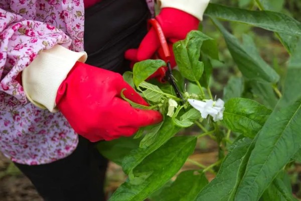 芝麻的高产方法，开花结蒴期要追施硫酸铵等肥料