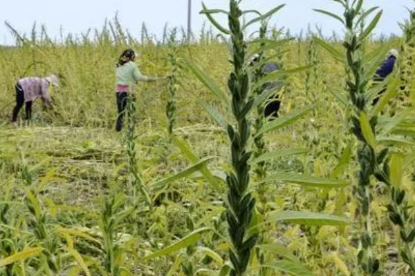芝麻的高产方法，开花结蒴期要追施硫酸铵等肥料
