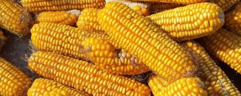 联创839玉米种简介，株高285cm