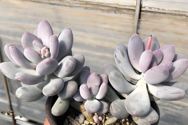 有哪些星美人杂交品种,常见的有霜之朝、迈达斯国王等
