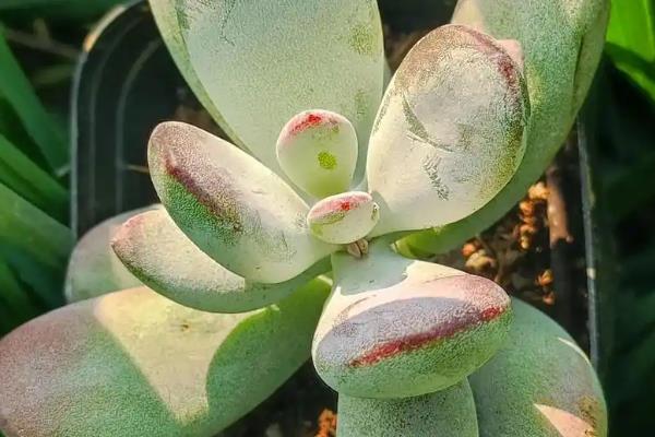 有哪些星美人杂交品种,常见的有霜之朝、迈达斯国王等