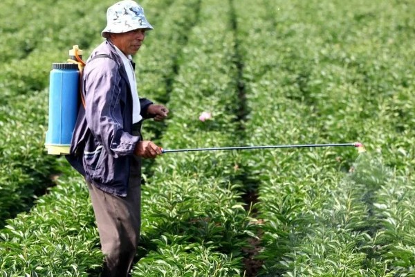 如何控制农药的使用成本，选择在发病前或发病初期用药