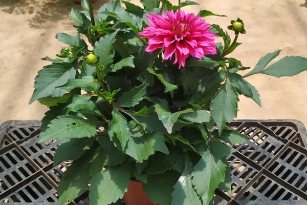 大丽花度夏方法，高温期间每天喷水2-3次