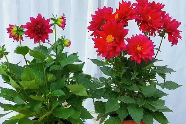 大丽花度夏方法，高温期间每天喷水2-3次