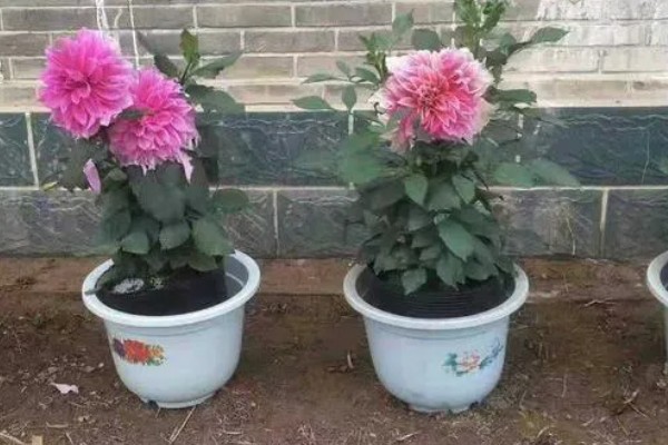 大丽花度夏方法，高温期间每天喷水2-3次