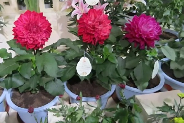 大丽花度夏方法，高温期间每天喷水2-3次