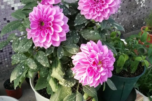 大丽花度夏方法，高温期间每天喷水2-3次