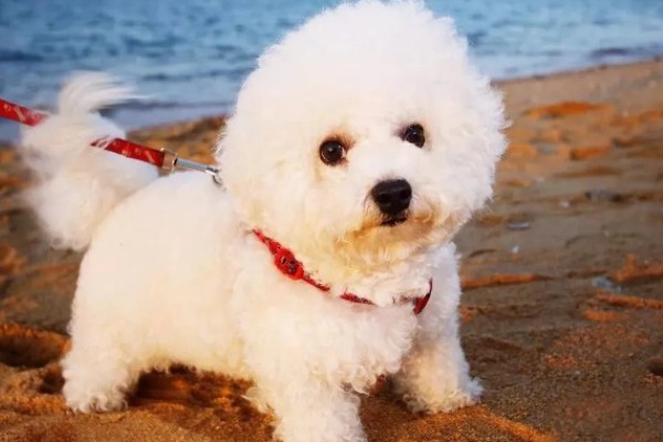 比熊犬的价格，价格根据大小和纯度的不同而不同