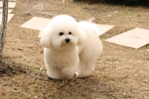 比熊犬的价格，价格根据大小和纯度的不同而不同
