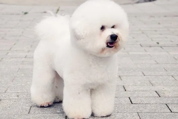 比熊犬的价格，价格根据大小和纯度的不同而不同