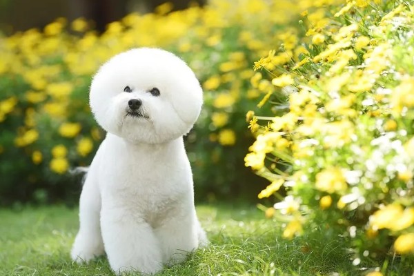 比熊犬的价格，价格根据大小和纯度的不同而不同