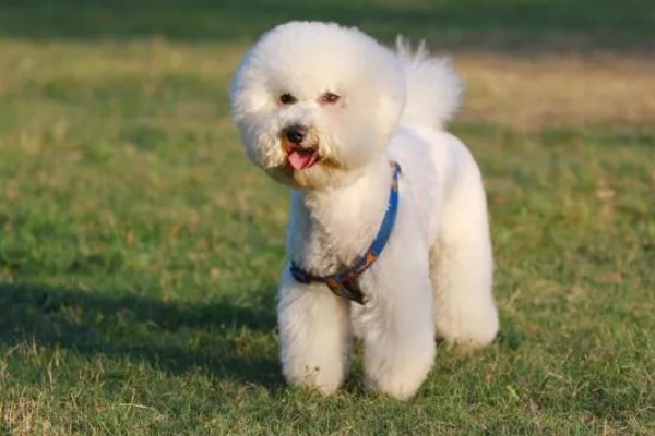 比熊犬的价格，价格根据大小和纯度的不同而不同