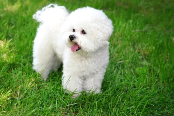 比熊犬的价格，价格根据大小和纯度的不同而不同