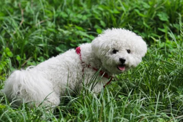 比熊犬的价格，价格根据大小和纯度的不同而不同