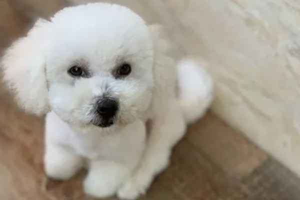 比熊犬的价格，价格根据大小和纯度的不同而不同